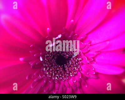 Close-up of pink flower Stock Photo