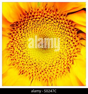 Sunflower Close-up Stock Photo