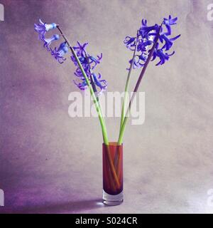 Hyacinths in vase Stock Photo