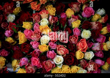 Bed of Roses Stock Photo