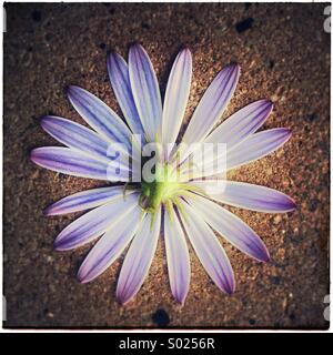 Daisy backwards, beautiful flower Stock Photo