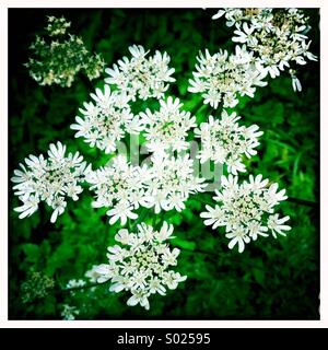White Cow Parsley/Queen Anne's Lace Flower Stock Photo