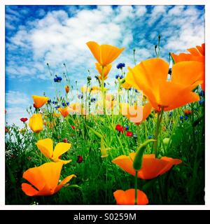 Orange flowers in summer meadow Stock Photo