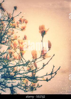 Pink magnolia flowers Stock Photo