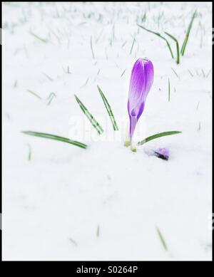 Crocus flower in snow Stock Photo