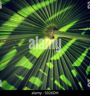 Palm leaf pattern with shadows, Yucatan Peninsula, Mexico Stock Photo