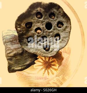 Lotus and Poppy seed pods in a glass. Sepia toned. Stock Photo