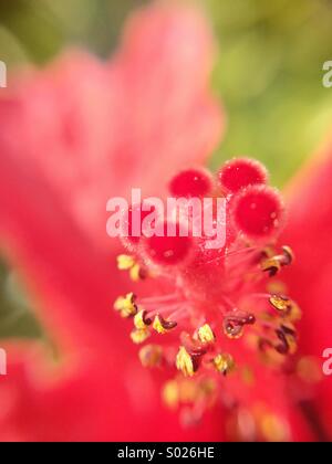 Macro of an hibiscus flower. Stock Photo