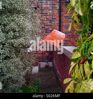 Plastic bag caught in a shrub in a front garden in south London. Stock Photo