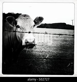 Cow behind barbed wire fence Stock Photo