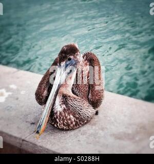 Pelican waiting for lunch Stock Photo