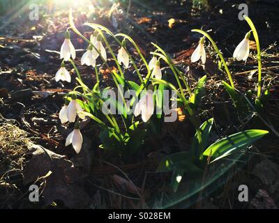 Snowdrops in bloom, an early spring flower. Stock Photo