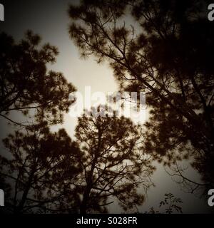 Carolina Longleaf pine trees looking up Stock Photo
