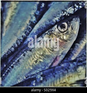 Sardine fish close up for sale in a market fish in Barcelona Stock Photo