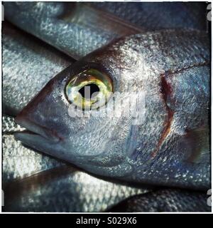 Sea bass fish eye for sale in a fish market in Barcelona Stock Photo