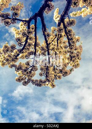 Looking up through spring blossom Stock Photo