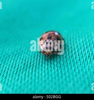 Front view of a brown ladybug Stock Photo