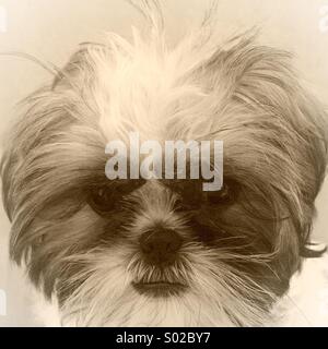 Shih Tzu puppy Stock Photo