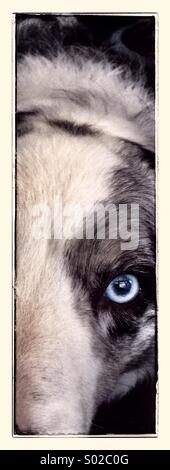 Blue Merle Border Collie Stock Photo