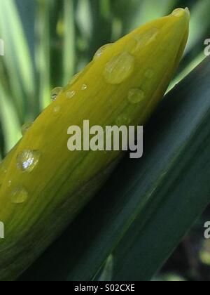 Daffodil flower bud with green leaves and droplets of water Stock Photo