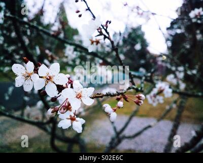Crab Apple Gorgeous Tree in Bloom Stock Photo