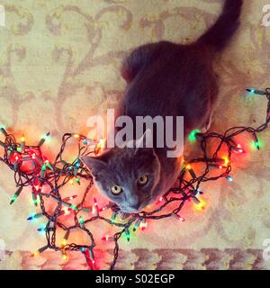 Christmas cat Stock Photo