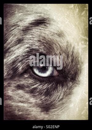 Border Collie Blue Merle Stock Photo