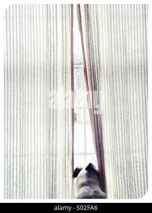 A dog looking out a window. Stock Photo