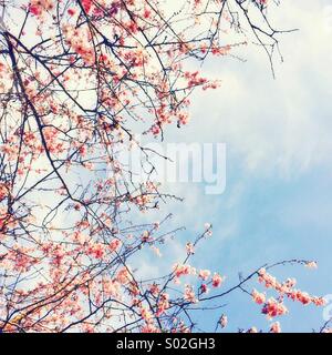 Pink blossom and blue sky Stock Photo