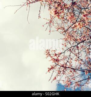 Pink blossom and sky Stock Photo