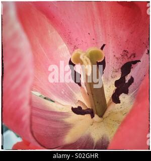 Tulip flower close up pistil stamen bright fucsia isolated Stock Photo