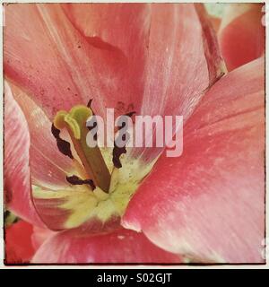 Petals of a pink tulip flower, close up pistil stamen Stock Photo