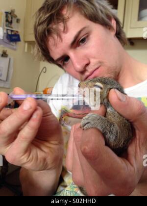A baby squirrel is hand reared by the forester who found it in a felled tree Stock Photo