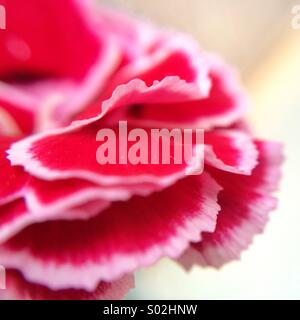 Macro of the petals from the lateral  of a carnation in red and white Stock Photo