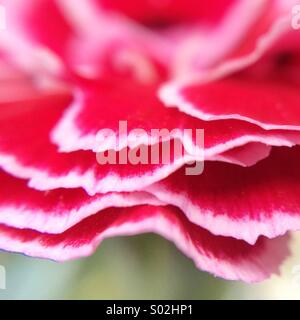 Macro lateral view of red and white petals of a carnation. Stock Photo