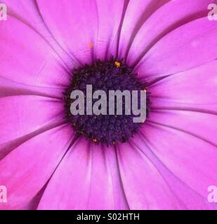 Close up of the center of a purple daisy