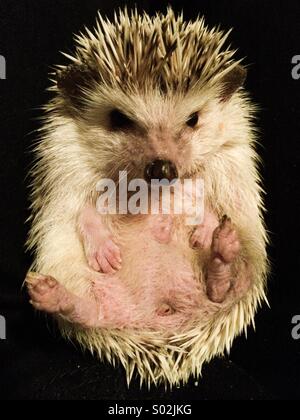 African Pygmy hedgehog . Stock Photo