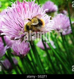 Bumble bee on a purple chive flower. Stock Photo