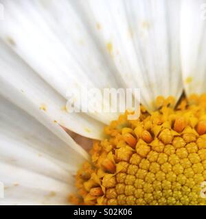 Macro of a white daisy flower. Stock Photo