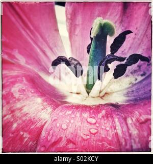 Tulip macro close up pistil stamen bright pink isolated Stock Photo