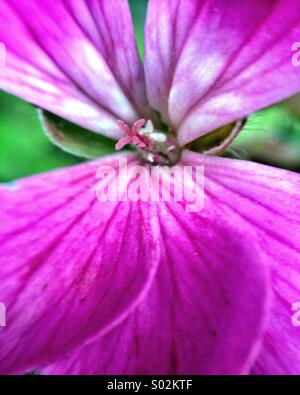 Geranium flower, macro Stock Photo