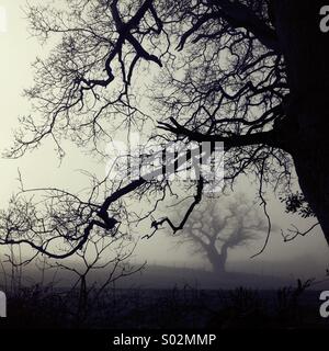 Trees in mist (black & white) Stock Photo