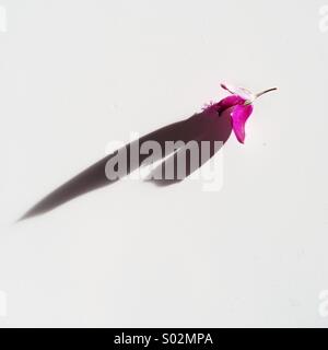 Purple flower and its shadow oh a white surface. Stock Photo