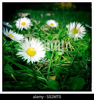First spring daisies Stock Photo