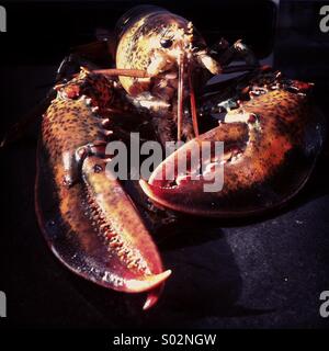 A lobster in the sunlight, before being cooked Stock Photo