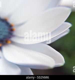 Partial macro view of the center of an Osteospermum fructicosum flower. Stock Photo