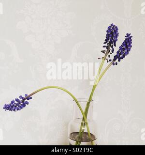 Three blue muscari - grape hyacinth - in clear glass minimal vase Stock Photo