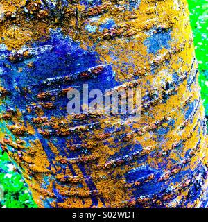 Strongly coloured bark on tree trunk Stock Photo