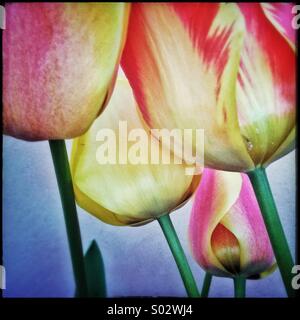 Colourful tulips flower Stock Photo