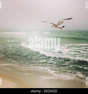 Seagull flying over stormy water. Stock Photo